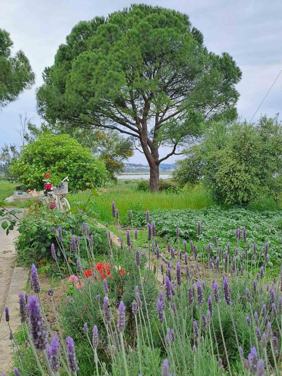 Corfu Lake House كانوني المظهر الخارجي الصورة